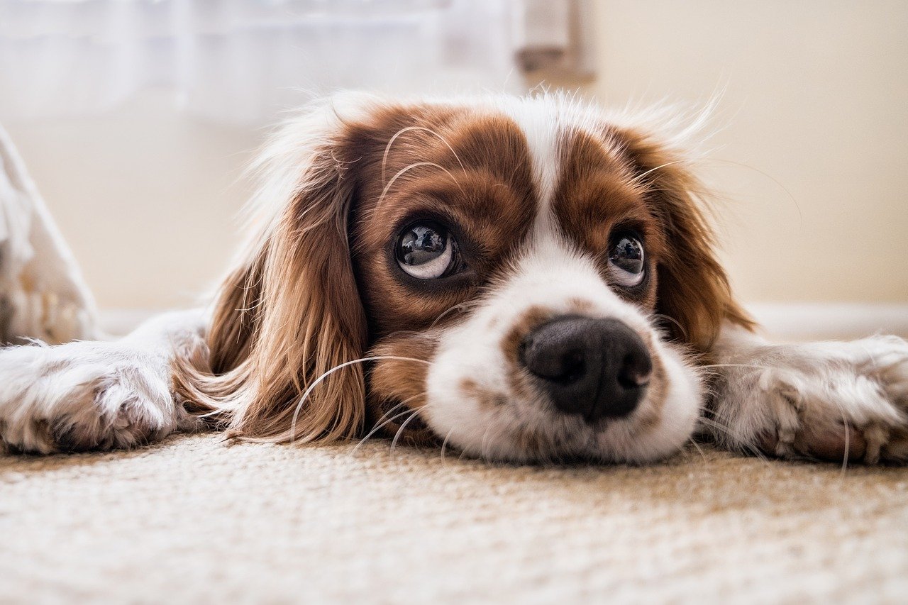 Pechera para perro  - Ropa para perro